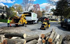 How Our Tree Care Process Works  in  Soddy Daisy, TN