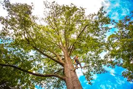 Tree and Shrub Care in Soddy Daisy, TN